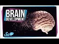 Understanding Brain Development and Adulthood