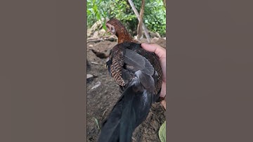 gà rừng tơ khá đẹp. me nyuam lau qaib dib zoo nkauj