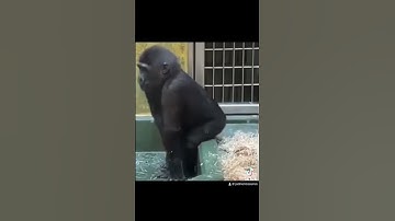 Thumbnail of Otso otso monkey dance