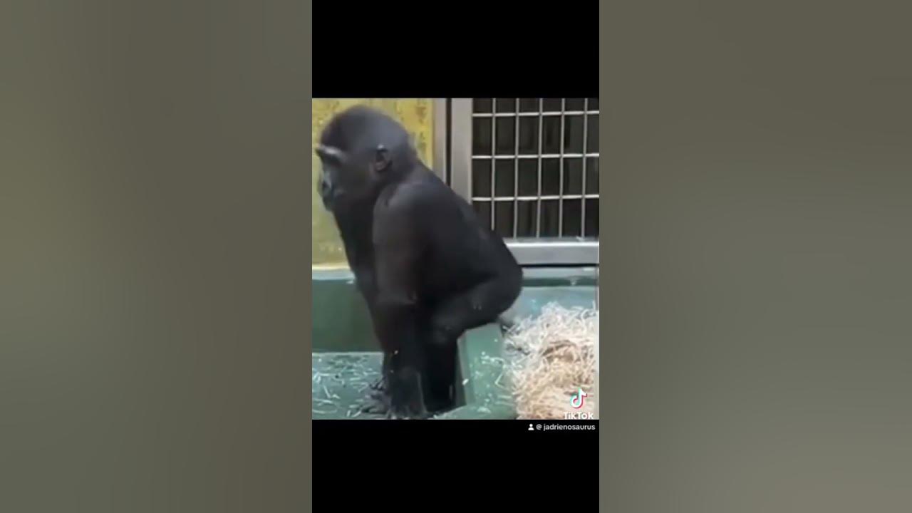 Otso otso monkey dance