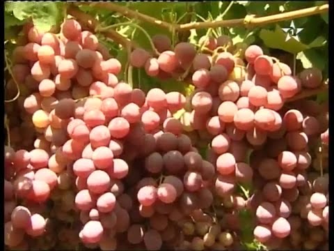 إنتاج أجود أنواع العنب في العالم بإقليم إيفران المغرب