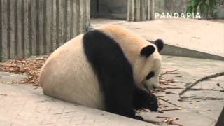 pandapia 20140508_月亮室外_雅二 星雅_星雅回到活動場，雅二發現媽媽在吃竹子于是自己玩兒去了