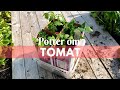 Potter om tomat
