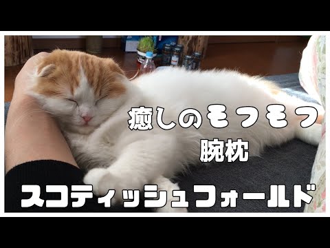 スコティッシュフォールドの子猫、飼い主に癒しのモフモフ腕枕【ねこ cat】