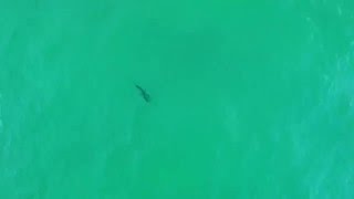 Okaloosa Shark at Pelican Isle