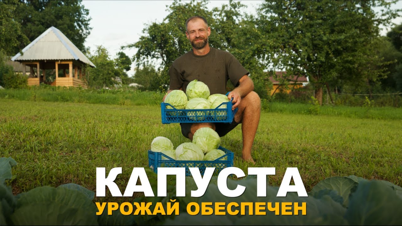 УРОЖАЙ КАПУСТЫ ВАС ПОРАЗИТ. Уход за белокочанной капустой.