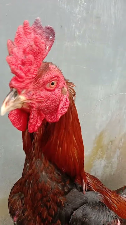 Super Rooster#Jengger Wilah