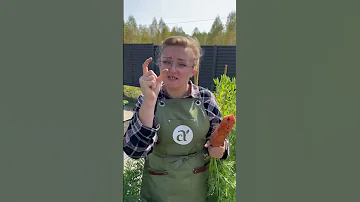 Чтобы морковь росла большой! #сад #огород #дача #семенаалтая