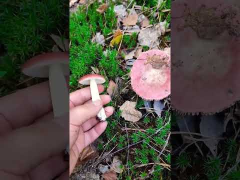 Тендітна краса сироїжки😍🍄