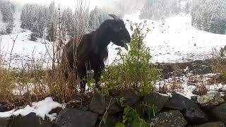 Heavy Snowfall in Naltar Valley Gilgit Baltistan