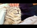 布団に猫が入ってきたから頭皮マッサージしてみた