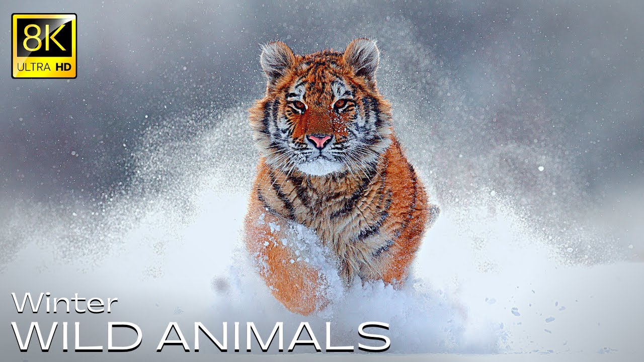 Wild Animals in Winter in 8K Ultra HD • Our Planet | High Quality (TV)
