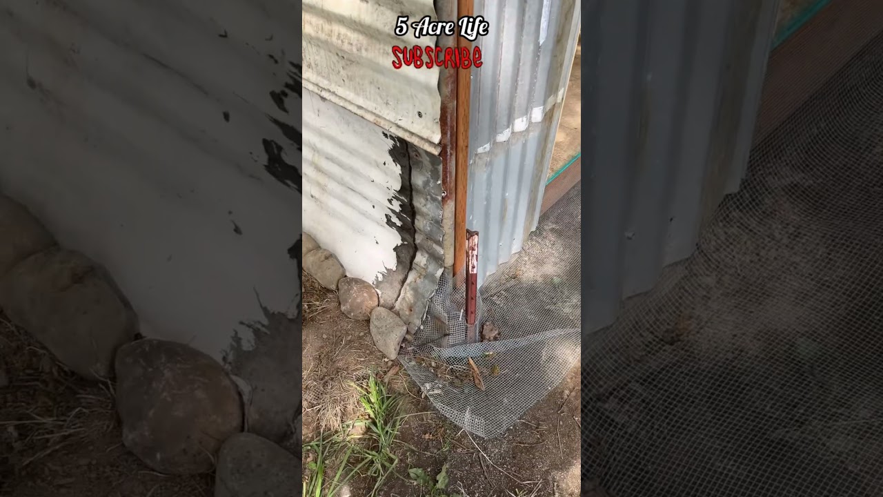 Hoop Coop Predator proofing 