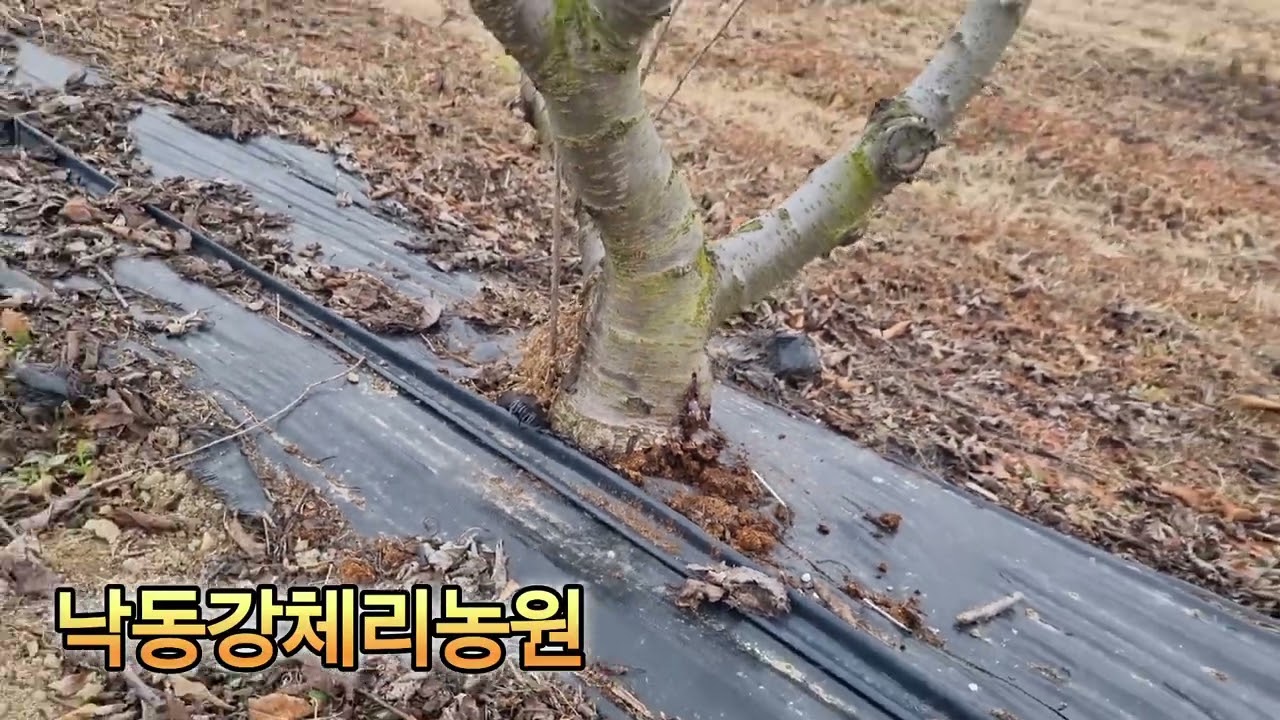 2025년12월21일 5년차체리꽂눈상태