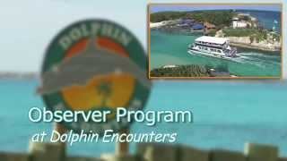 Observer Program at Dolphin Encounters