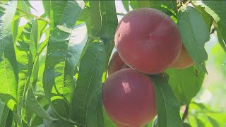 Disaster designation issued for Georgia peach crop