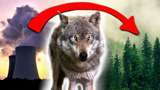 Returning Wolves to Scotland Might Solve Climate Change