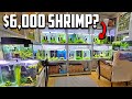 Hobbyist breeds awardwinning shrimp