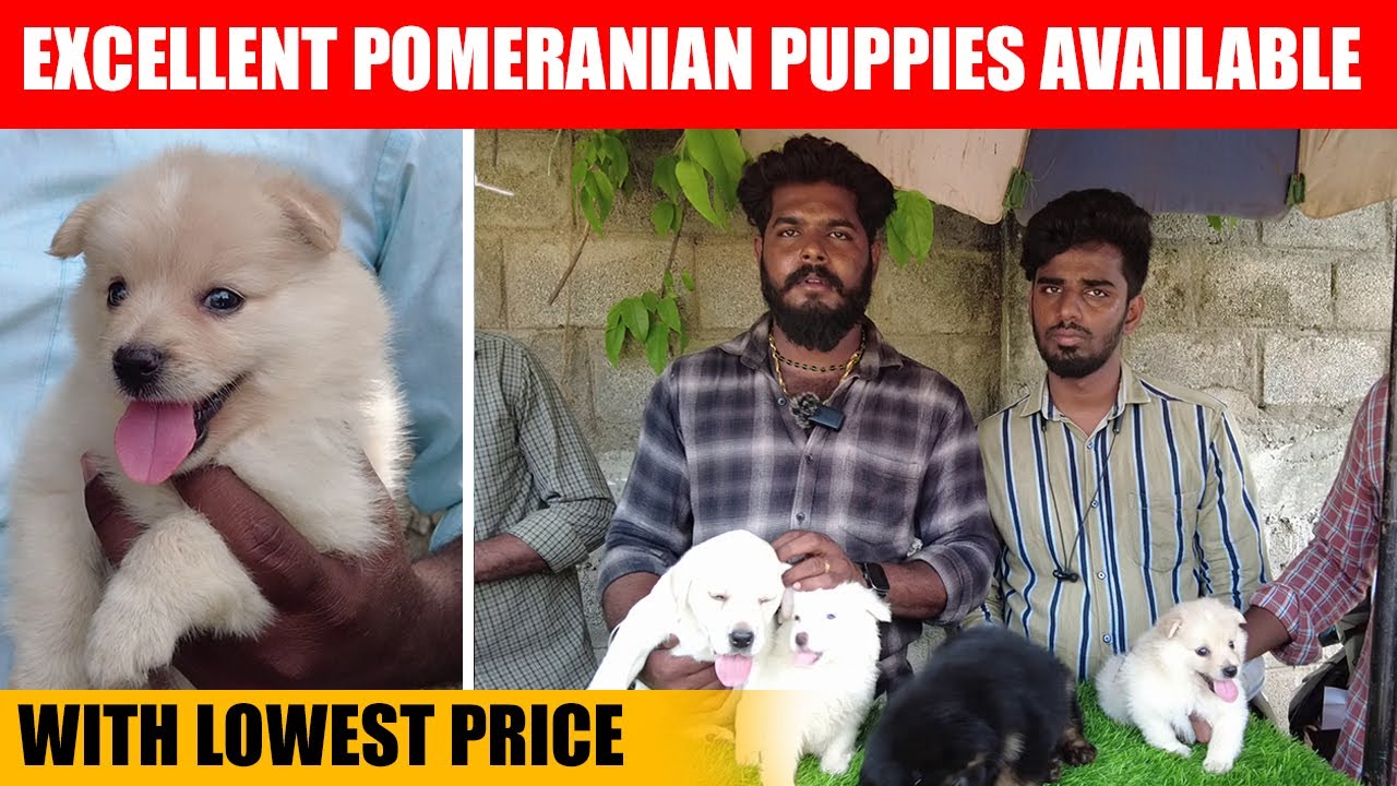 Dogs for sale💥Chennai Pet Market Pallavaram Friday Market Mathan Dogs Chennai lab 🦮 Pit