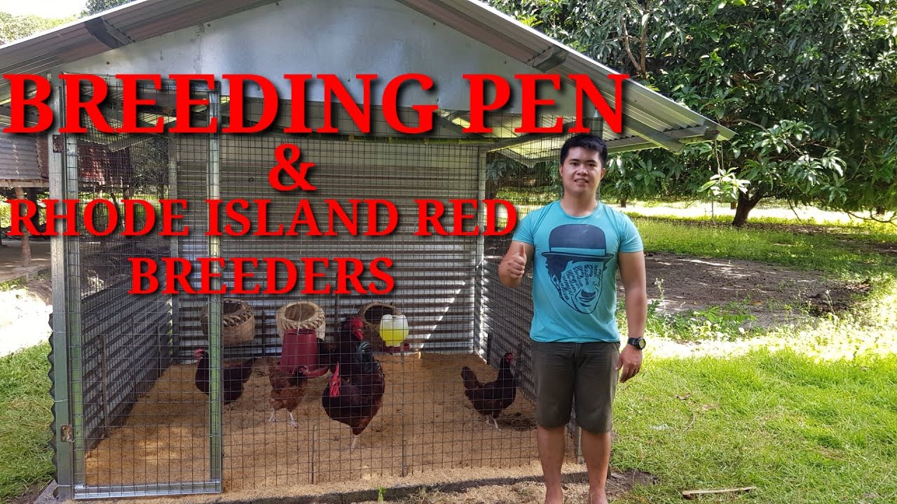 WE BUILD BREEDING PEN FOR RHODE ISLAND REDS|BACKYARD FARMING|HERITAGE ...
