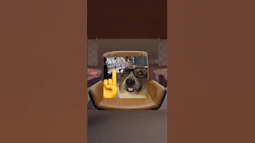 يا ميش يا ميش 