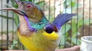 Download Lagu Burung korlap MP3 Download Lagu Burung korlap MP3