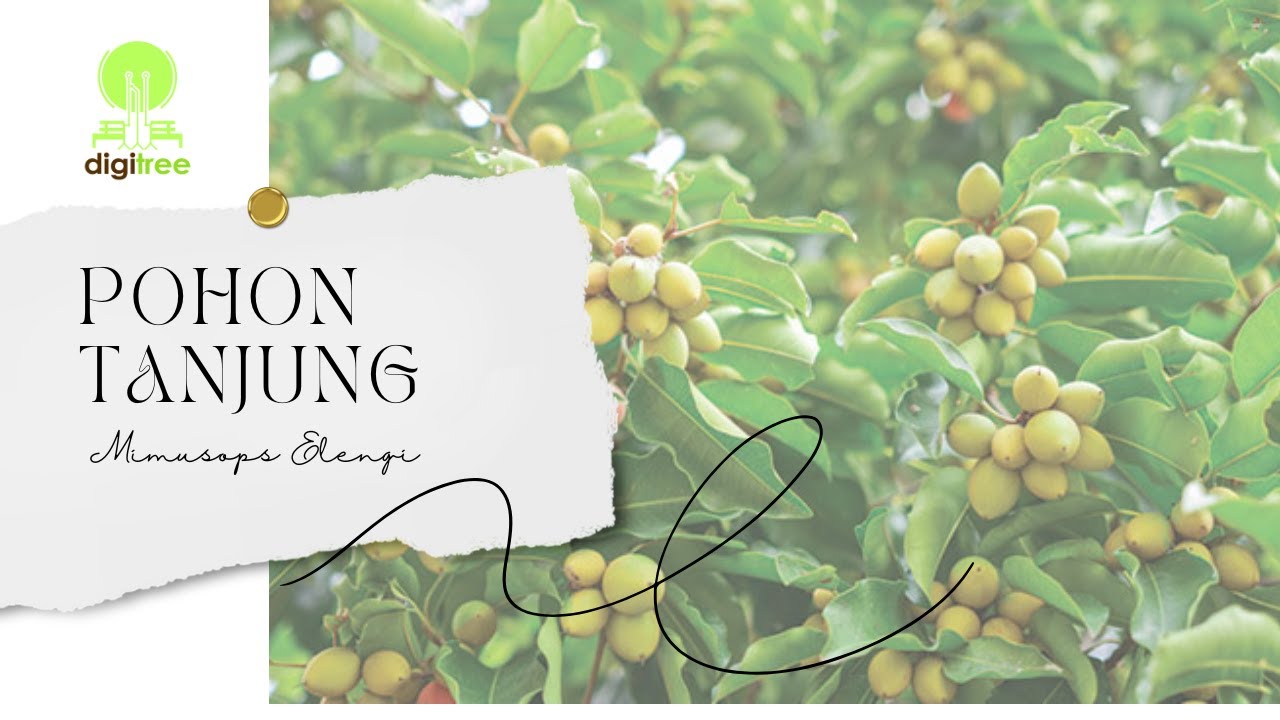 DIGITREE - POHON TANJUNG
