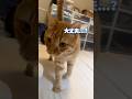 体調悪くて寝ていたら心配した猫がまさかの行動に【とらまる】
