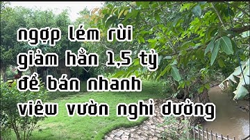 anh nhiều ngộp quá giảm hẳn 1,5 tỷ để bán nhanh lô đất vườn nghỉ dưởng ở châu đức bà rịa vũng tàu
