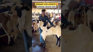 DEONAR LIVE UPDATE🚨#viral #goat #shortsviral #animals #deonarbakramandi