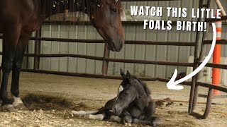 ITS TIME! Tootsy Gives Birth To A Beautiful Foal! ~ The Whole Foaling Process