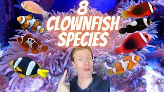 Ultimate Guide to Clownfish Species  8 Different Types of Clownfish, Which is Right For You?