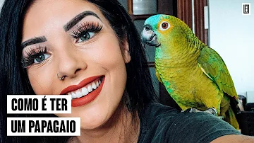 O que vc precisa para ter um papagaio?