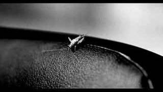 American Express, Animals,