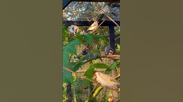 Gouldian finch, zebra finch and goldfinches #birds #bird #pets