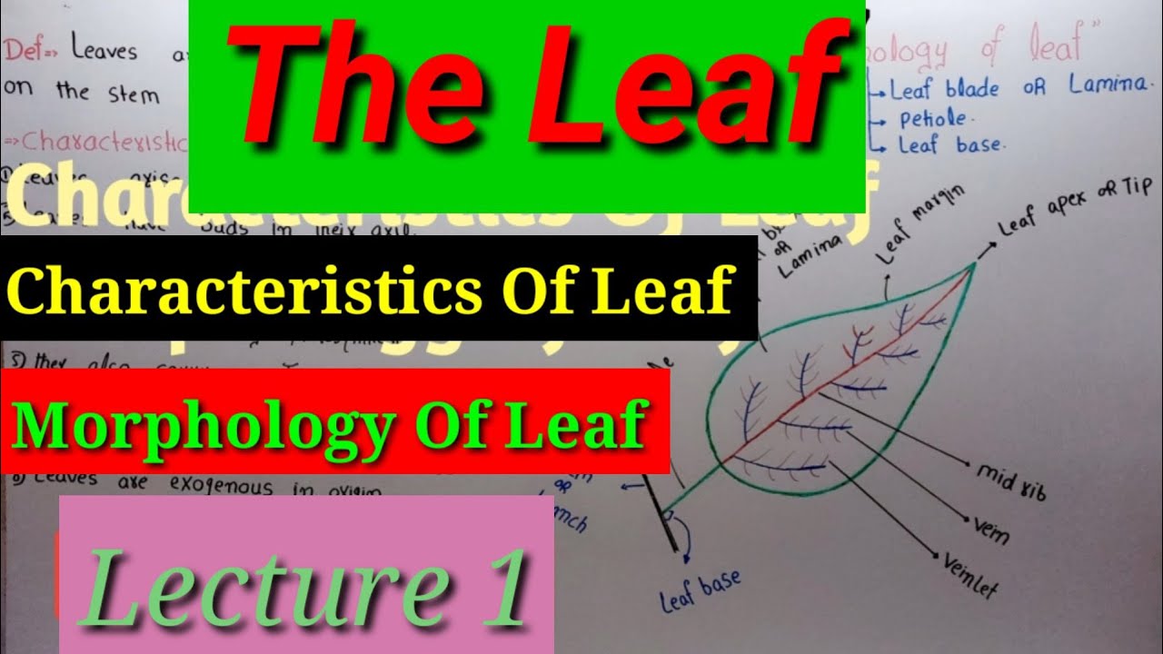 Morphology Of Leaf (Lecture 1) In Hindi/Urdu.