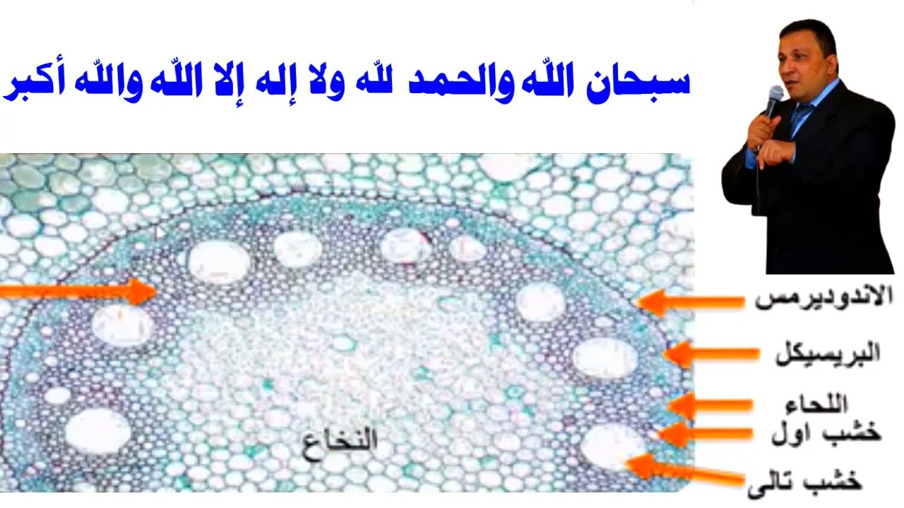 التركيب الداخلى لجذور ذات الفلقة الواحدة 