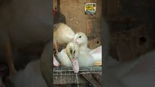 ENTOK JUMBO😍🦆🐣 #animals #duck #pets #shorts #viral #entokjumbo