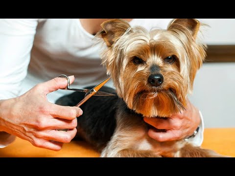 GROOMING YORKSHIRE AMAZING TRANSFORMATION (STEP BY STEP)