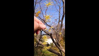 Common Witch Hazel - Hamamelis virginiana #Shorts