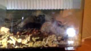 My Insect Collection! 7/1/14