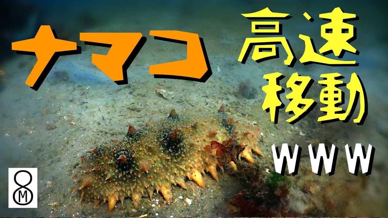 ナマコが高速移動すると Youtube ナマコが高速移動すると Youtube