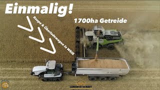 Einmalig Raupe & Überladewagen in WEIß! 1700ha Getreide LU Westhoff im Lohnauftrag Roggen dreschen