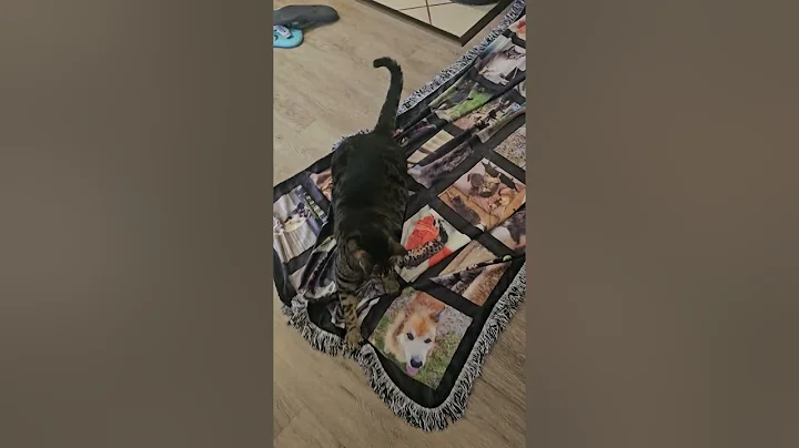 Watch the video about Crazy Tiger #tabbycat #cuteanimal #outsidecat #siamese #camouflage #blackcat #cutecats #sillycats