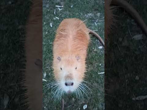 Нутрия вредитель.