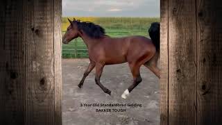 Bakker Tough Kalona Spring Sale 41426