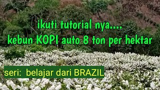 kebun kopi auto 8 ton per hektar ikuti tutorial nya