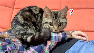 ハエが通ると一瞬にして戦闘モードに突入する猫w