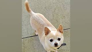 Hard to believe this little fellow was found as a stray/abandoned? ￼￼ Who could do such a thing, sad