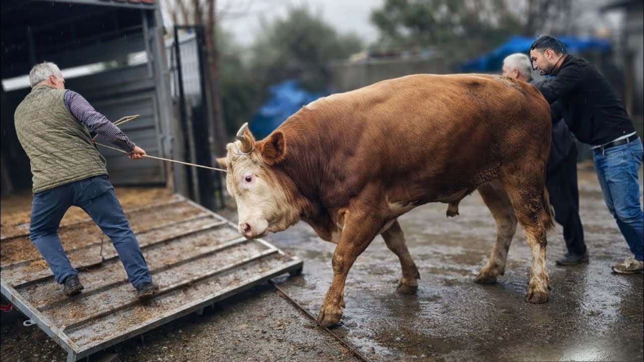 KURBANLIK DANALARI YÜKLEDİK, TARTTIK , KG?